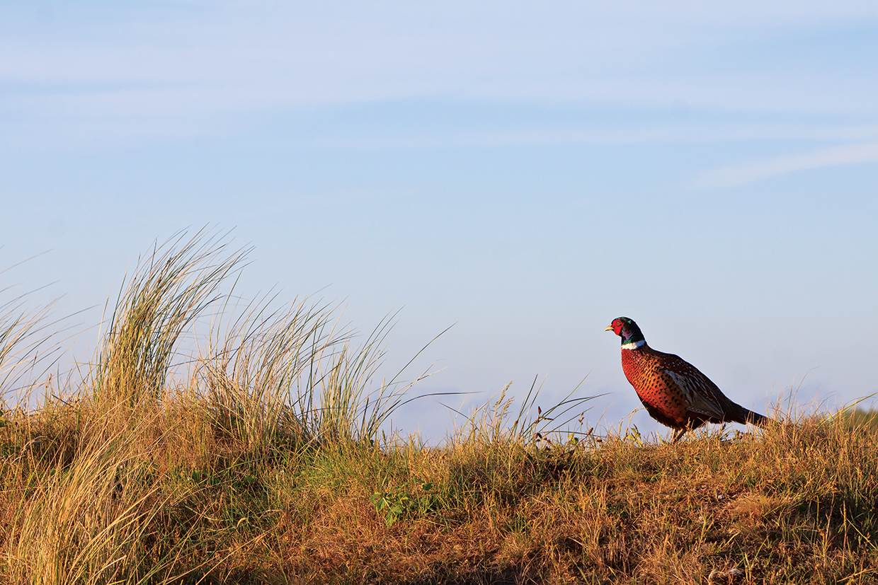 "MegaPlan" for Pheasant Hunting in Nebraska National Land Realty News