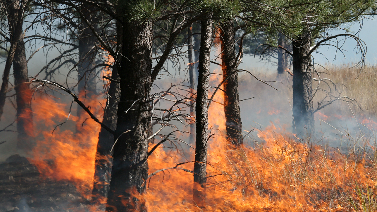The Importance of Prescribed Burns National Land Realty News