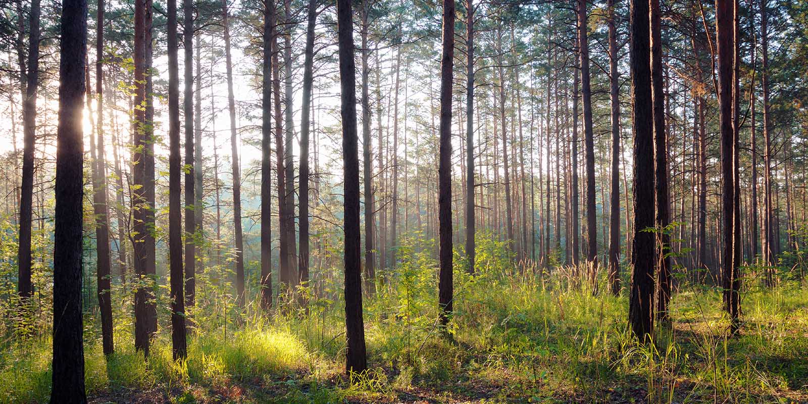 Where to sell Timber? National Land Realty News