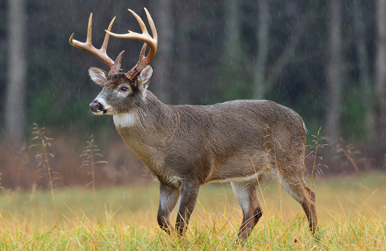 Alabama Baiting Bill Law National Land Realty News