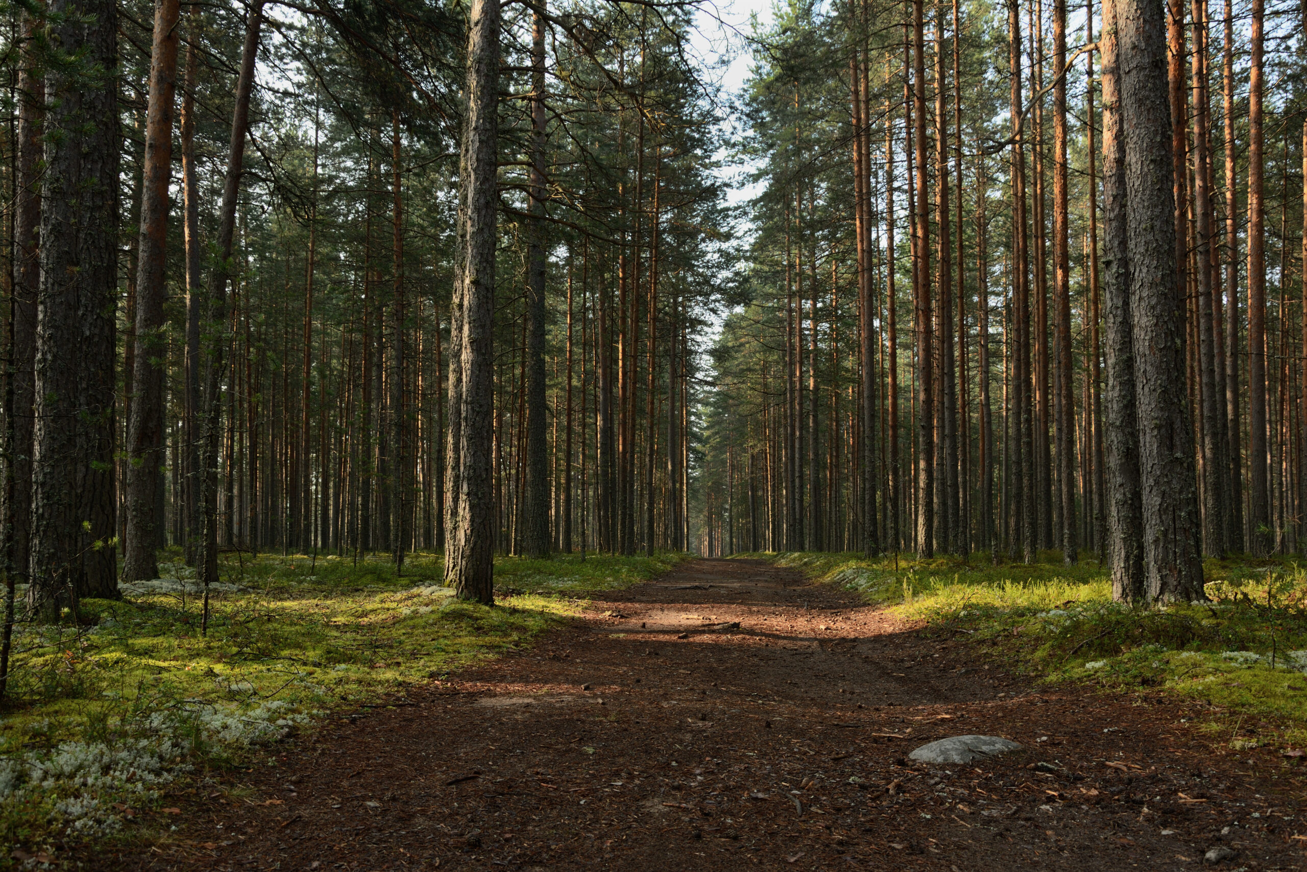 Timber Parcel What Affects Timber Value on a Parcel? - National Land Realty News