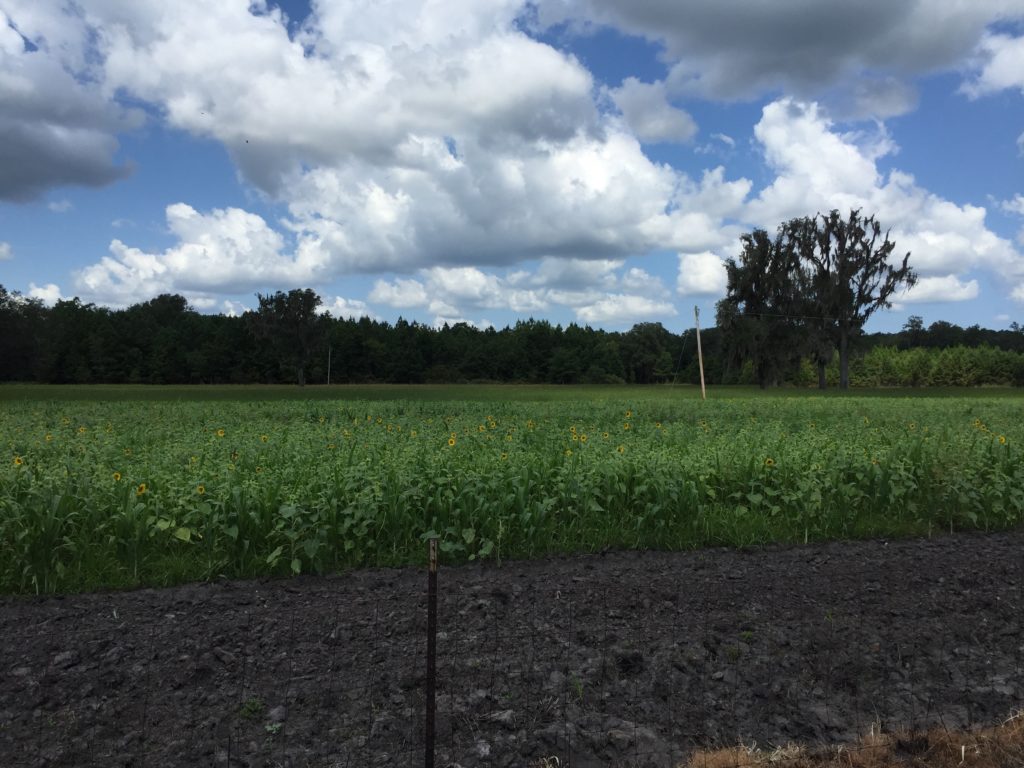 How to Build a Great Dove Field National Land Realty News
