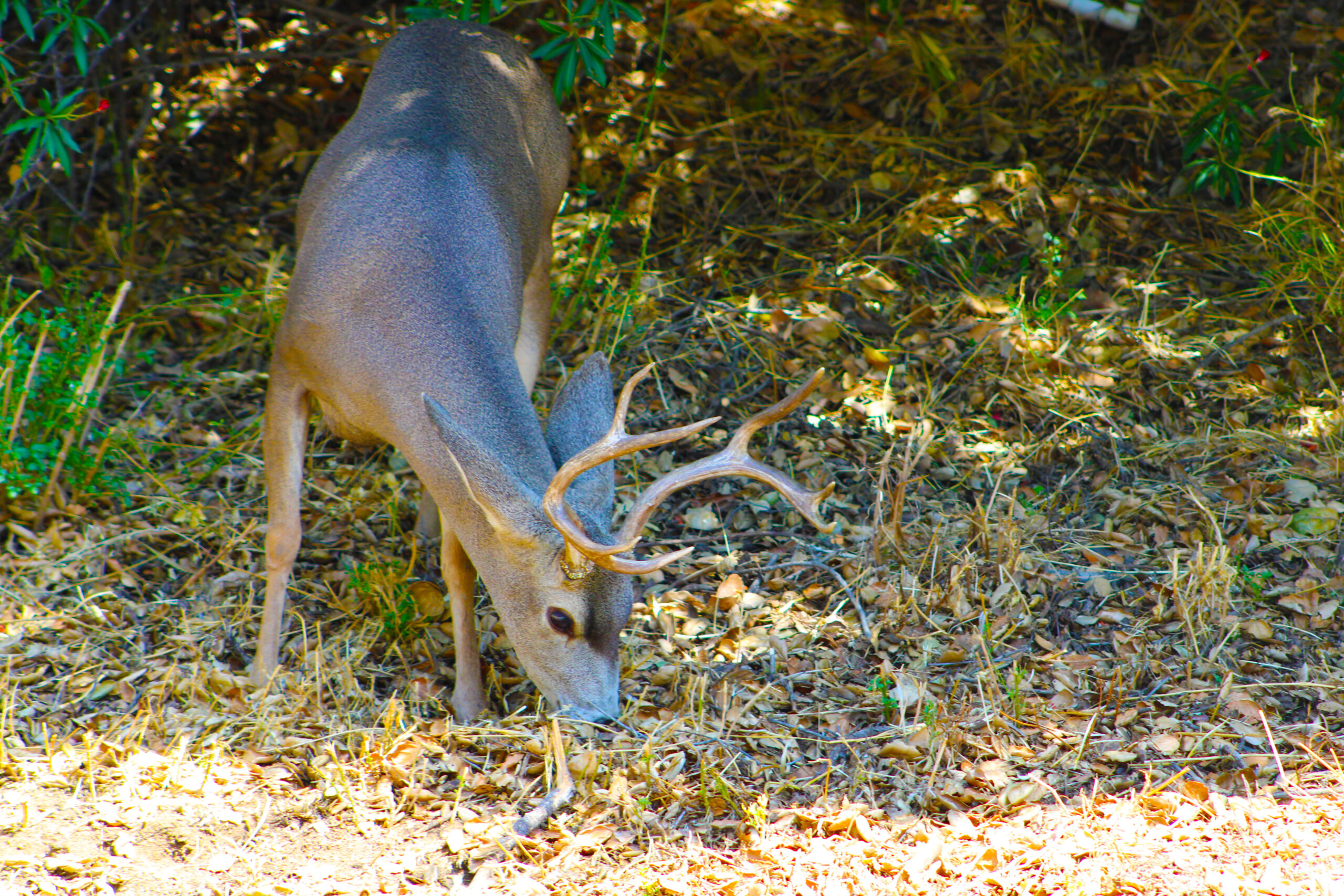 How To Restore White Tailed Deer Habitats without Fertilizer - National