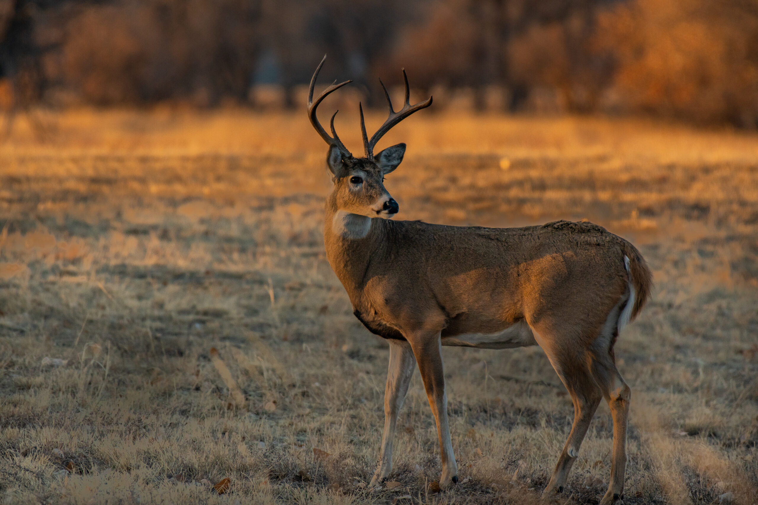 How to Prepare Your Hunting Property for Deer Season - National Land ...