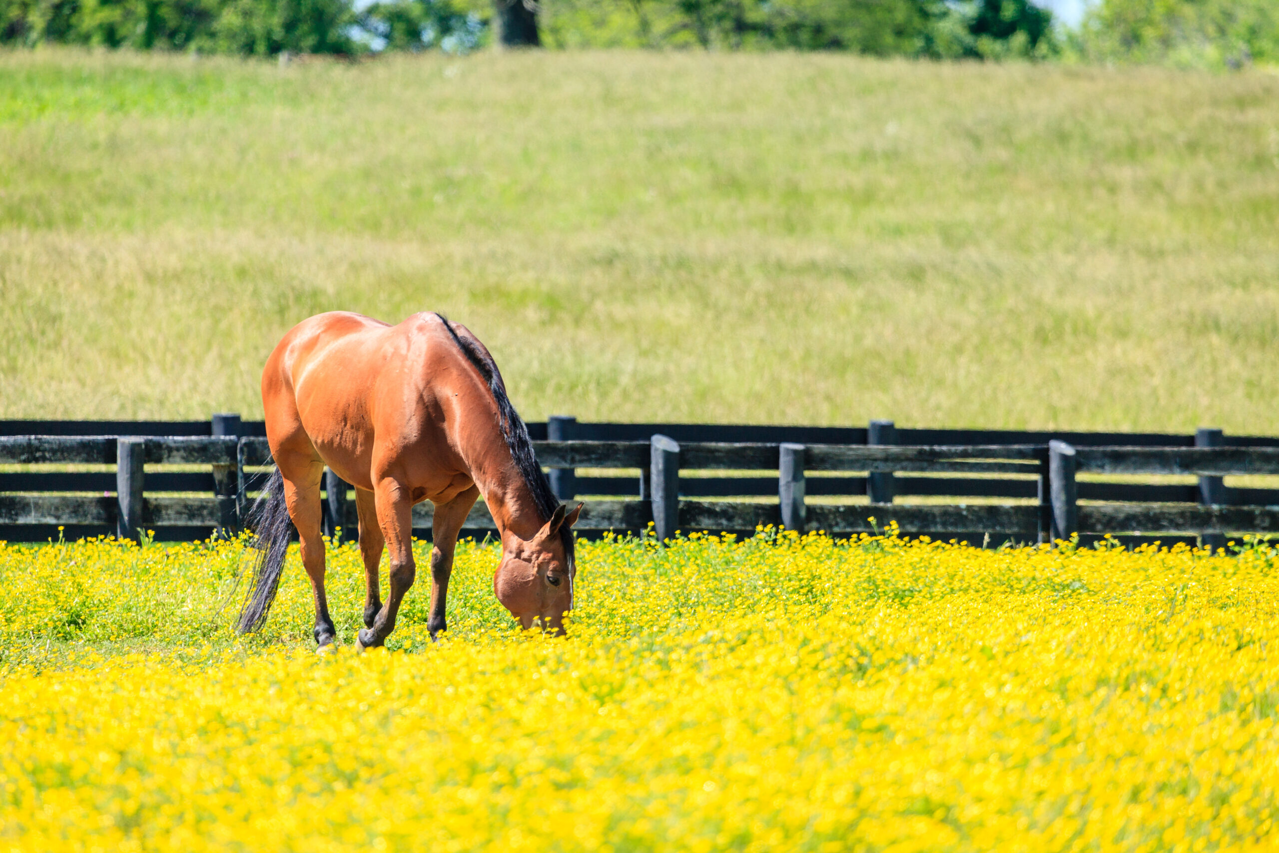 tips-for-buying-a-horse-property-national-land-realty-news