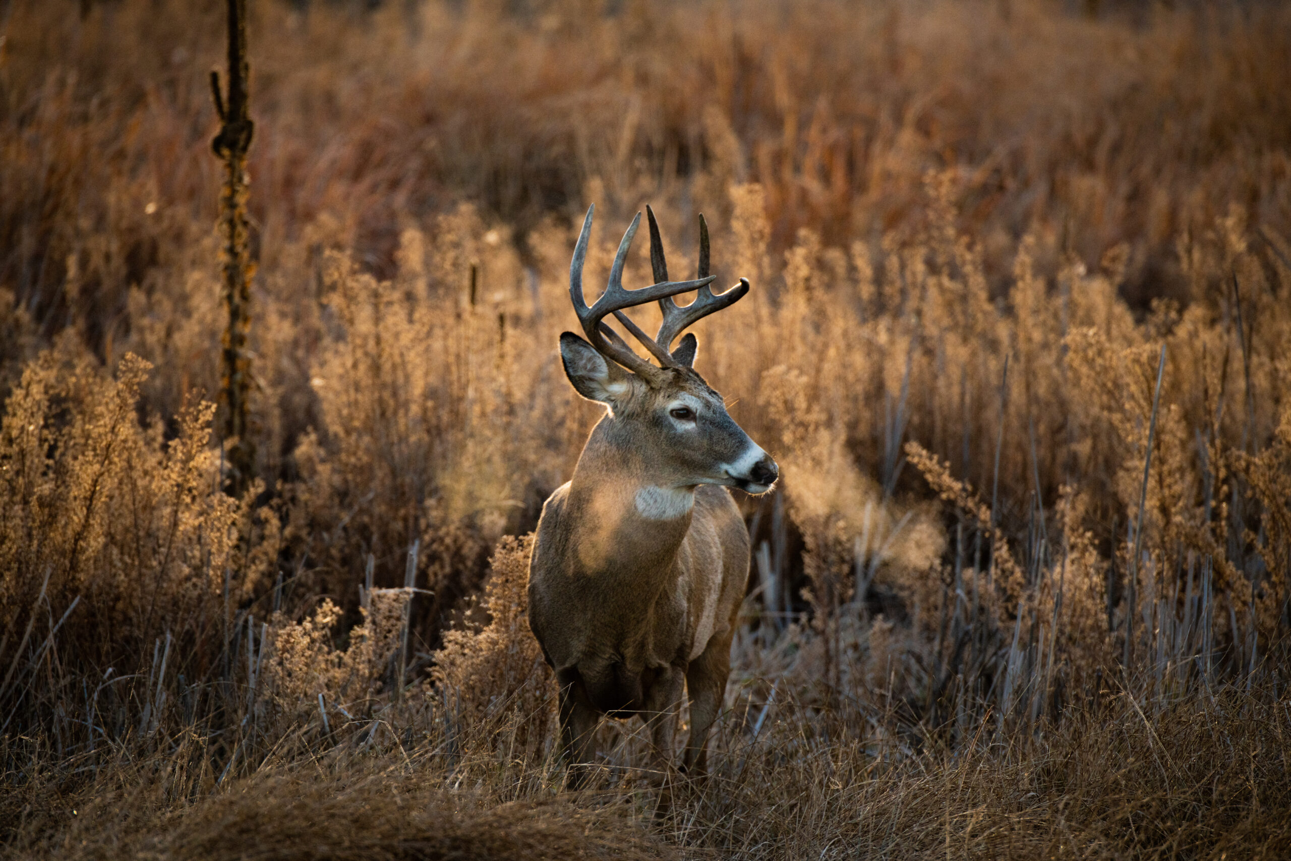 Expert Guide to Whitetail Deer Land Prep for Hunting Season National