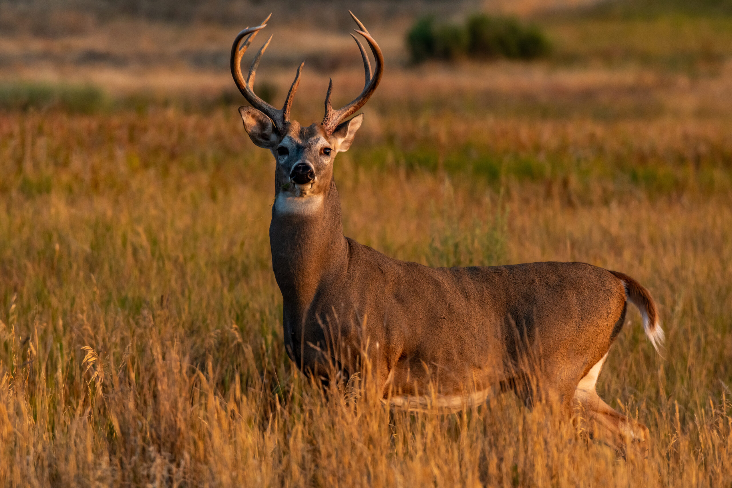 The Importance of Mastering Shot Placement - National Land Realty News