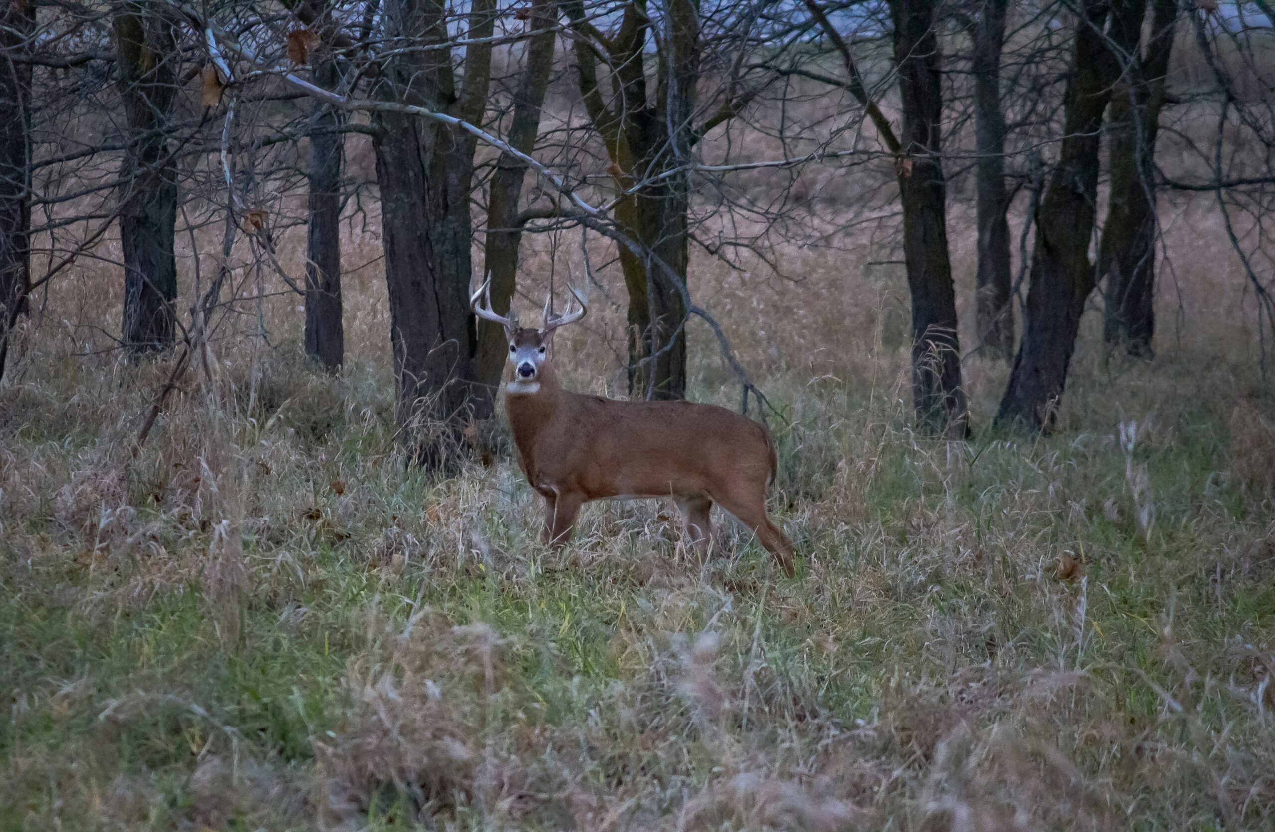 Healthy Doe To Buck Ratio